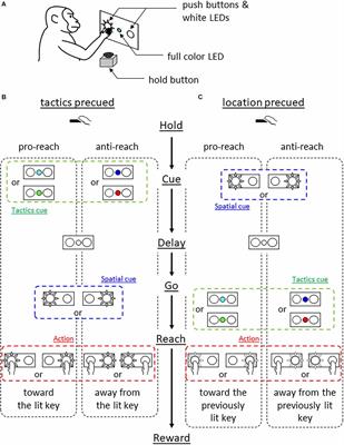 Non-overlapping sets of neurons encode behavioral response determinants across different tasks in the posterior medial prefrontal cortex